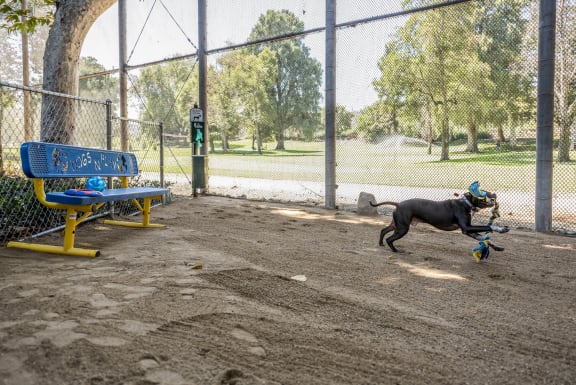a dog playing with a toy in a dog park