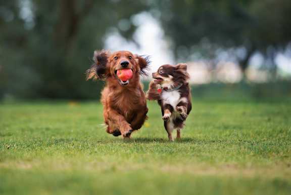 A dog is running with a ball in its mouth.