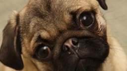 a close up of a pug dog looking up at the camera at The Chesapeake, Washington, DC 20008
