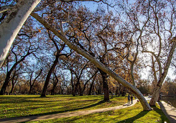 A tree with no leaves stands next to a body of water.