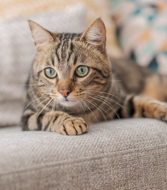 a tabby cat laying on a couch at The Bell in Trenton, NJ