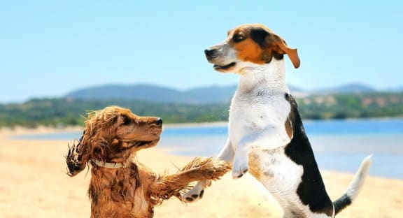 Two Dogs Playing on the Beach