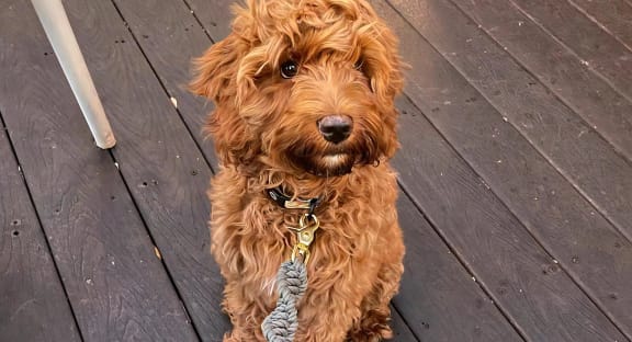 Mesa Verde Pets Dog