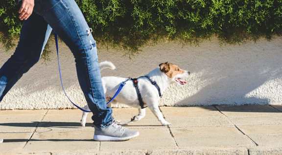 A small terrier in a harness trots along a paved sidewalk beside a clipped hedge and a sunlit white garden wall.