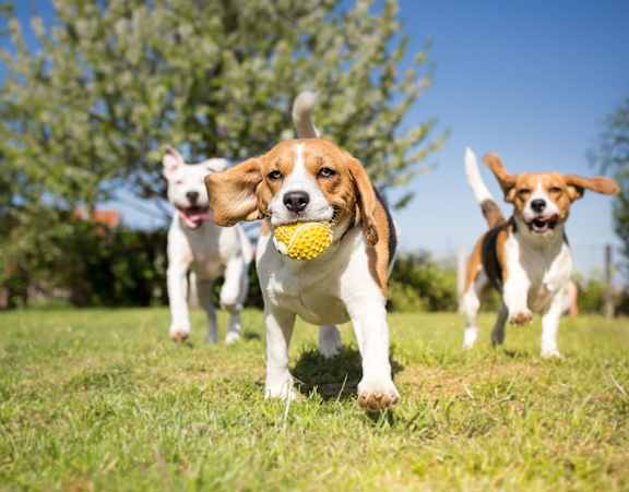 Three dogs running in a grassy field with one holding a yellow ball in its mouth at Rosemeade Apartments, Roseville, 95661