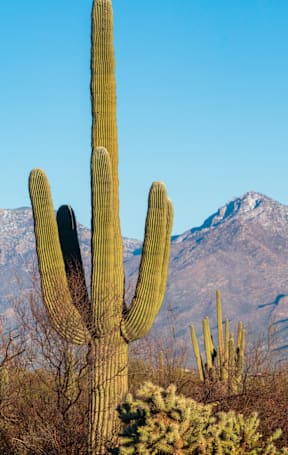A group of tall cacti stand in a field with a mountain range in the background.