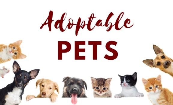 adopt a pet banner with dogs and cats at The Retreat at Fuquay-Varina Apartments, Fuquay-Varina, NC, 27526