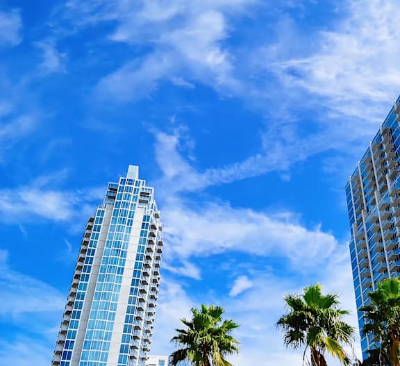 Blue Skies with Palm Trees in Tampa