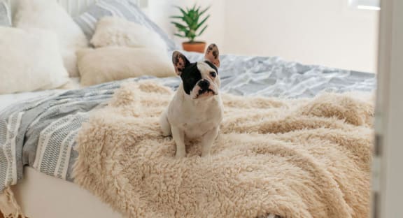 Dog Sitting On A Bed