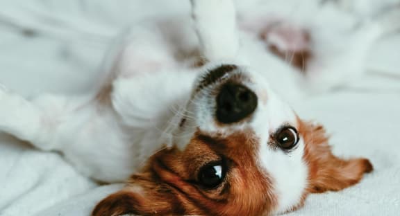 Amerige Pointe Pet Policy Dog Laying Upside Down