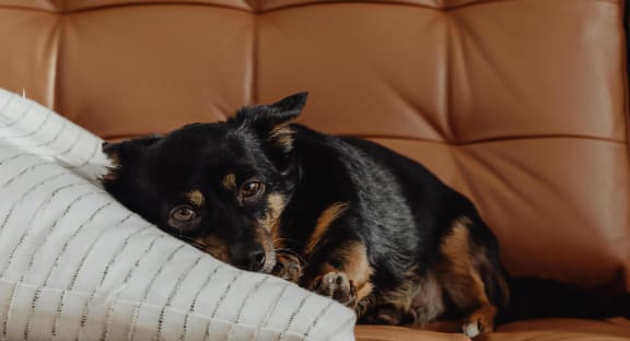 Sleepy Dog