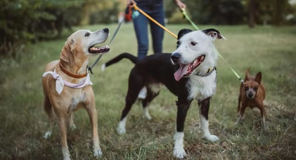 Three Dogs Standing