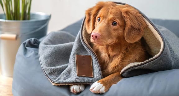 Broadstone Upper Westside Pets Dog