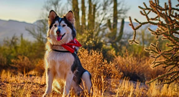Dog at McDowell Mountain Regional Park