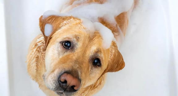 Dog Getting A Bath