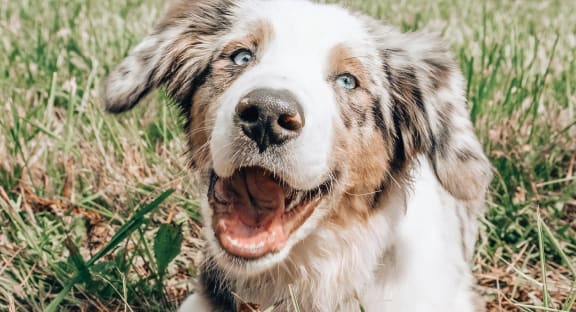 Smiling Dog Outside