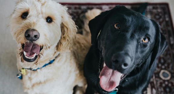 Two Dogs Smiling