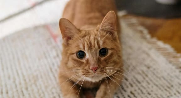 Heights at Chino Hills Pets Cat