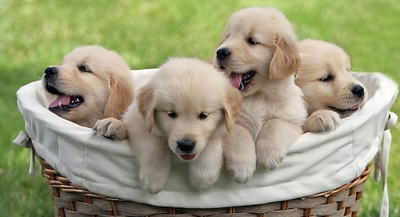 Puppies in Basket