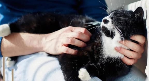 Cat Sitting with Owner in the Sun