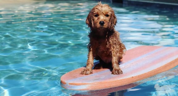 Dog Sitting on Surfboard in Pool