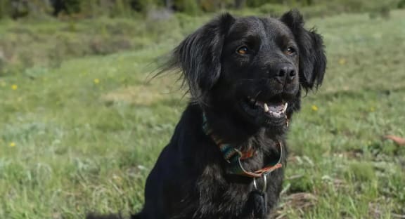 Dog Smiling on the Mountain
