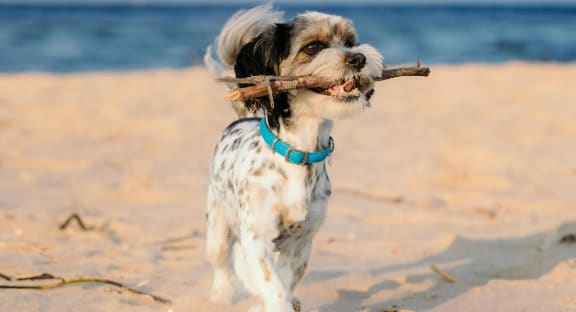 Dog on the Beach