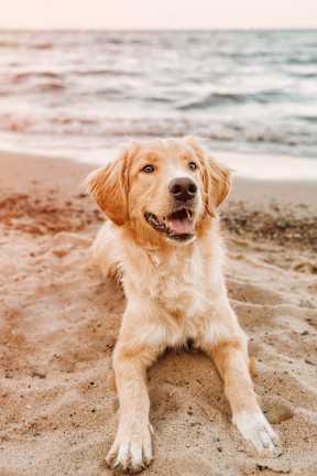 A small white and brown dog with a big smile looking up at the camera.