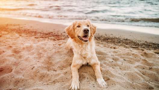 A golden retriever dog is sitting on the beach at sunset.
