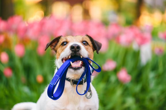 a small dog holding a blue leash in its mouth