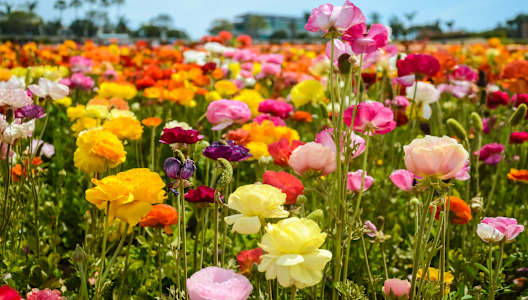 A field of colorful flowers under a clear blue sky.at Tamarack Sands Apartment Homes, Carlsbad, 92008