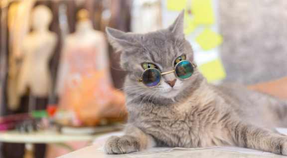 A grey cat wearing sunglasses lays on a table.