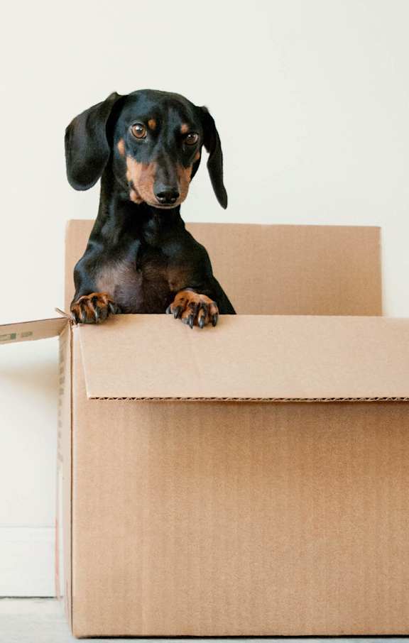 A black and tan dachshund is sitting in a cardboard box.
