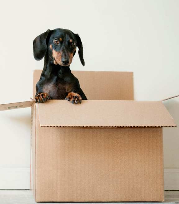 A black and tan dachshund is sitting in a cardboard box.