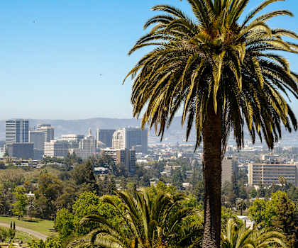 A palm tree stands in front of a city skyline.