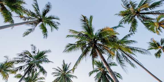 A beautiful beach scene with palm trees and flowers in the foreground.