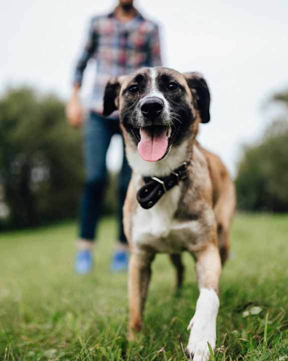 a dog with a person in the background at Willow Hill Apartments, IL, 60458