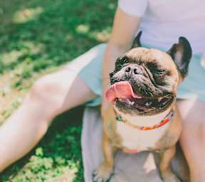 Dog Friendly at Stratford at Southern Towers, Alexandria, 22311
