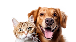 A cat and a dog are superimposed on a black background.