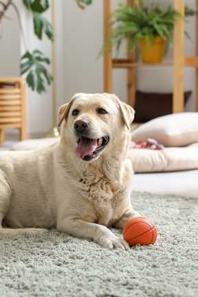 Golden retriever dog at Eastside Haven at 17th Apartments, Costa Mesa, CA, 92627