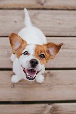 A small white and brown terrier with a big smile looking up at the camera.at Tamarack Sands Apartment Homes, Carlsbad, CA, 92008