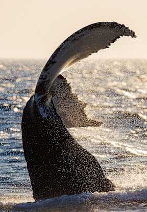 Whale Tail