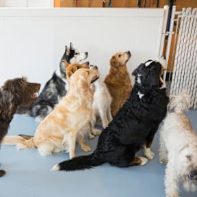 A group of dogs are gathered around a white board.