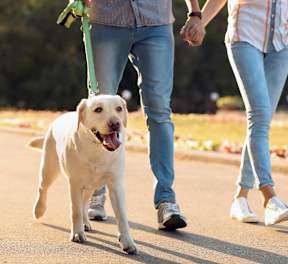 two people walking a dog on a leash