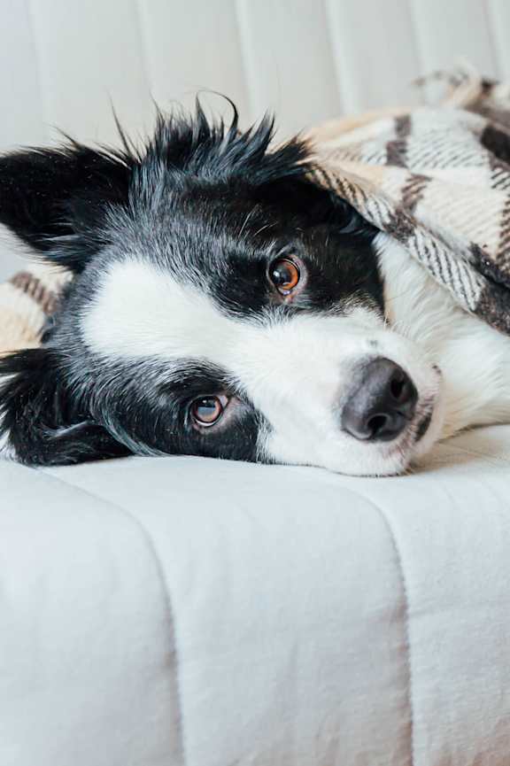 Dog Sleeping On A Bed at Manchester at Mansell in Roswell, GA, 30076