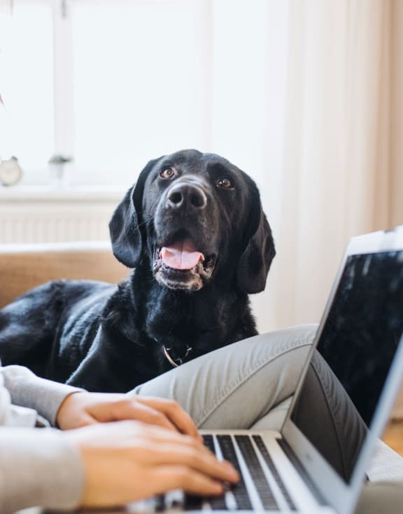 a woman sitting on a couch with her dog using a laptop computer