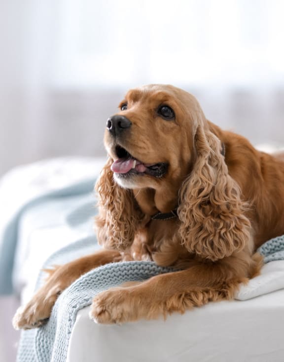 a cocker spaniel dog laying on a bed at The Bell in Trenton, New Jersey, 08608