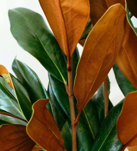A plant with green and brown leaves.