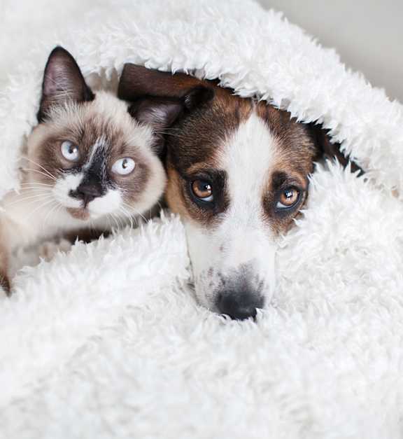 A cat and a dog are peeking out from under a white blanket.at The Villages at Miami Gardens, Florida, 33056