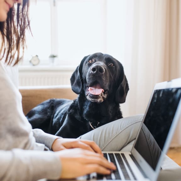 a woman sitting on a couch with her dog using a laptop computer